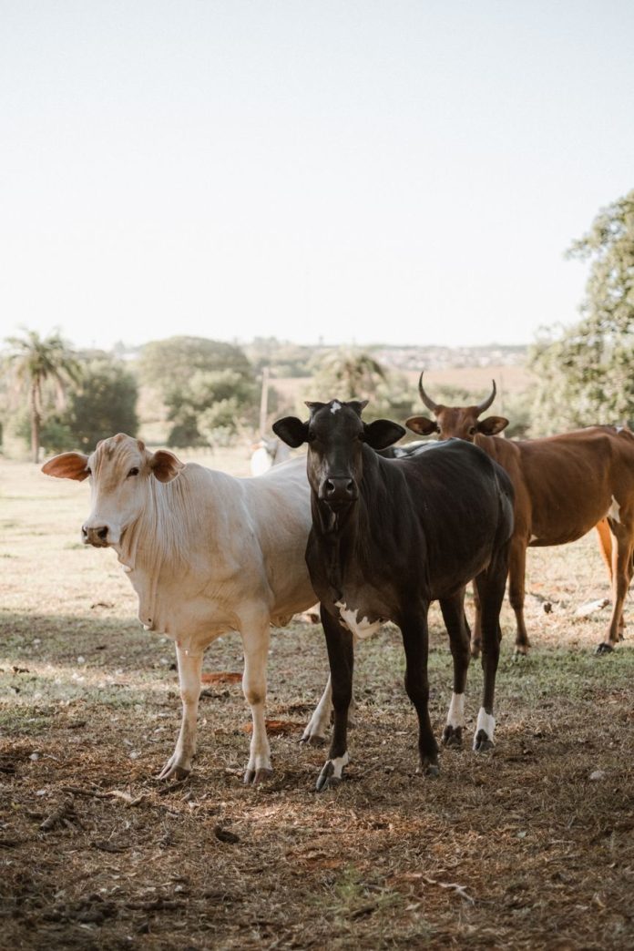 cattle at pasture in countryside