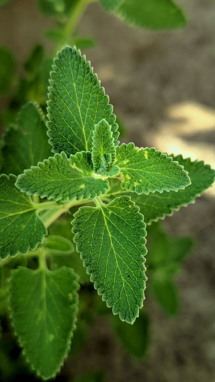 pexels-photo-34284477 vibrant catnip plant with fresh green leaves