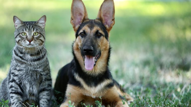 Coronel Xavier Chaves promove mutirão de castração de cães e gatos no dia 17 de outubro