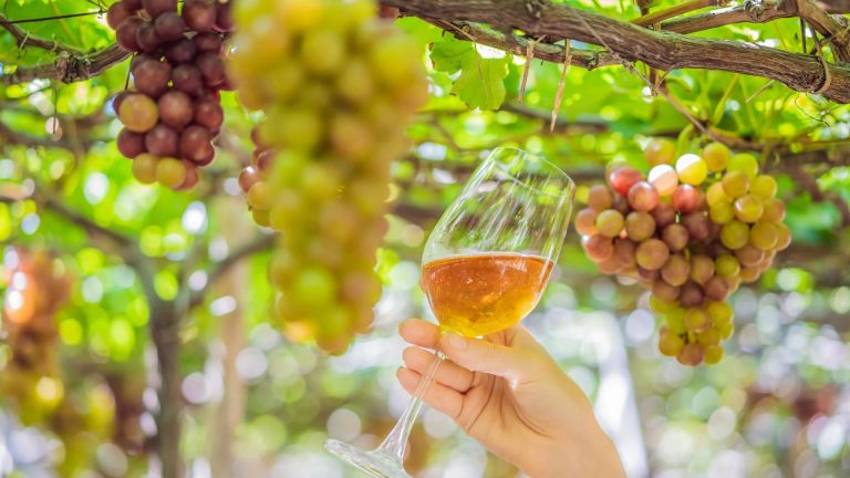 Produtores de vinho e setor turístico do Campo das Vertentes são convocados para mapeamento estadual